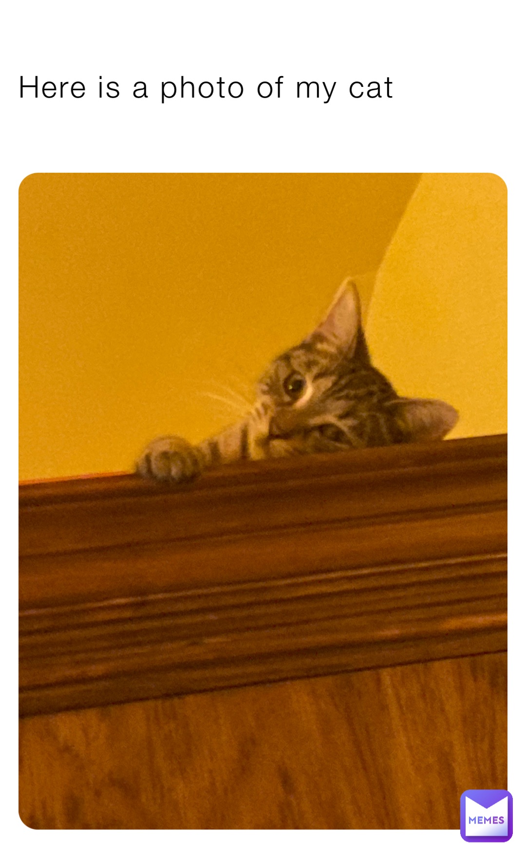 Here is a photo of my cat