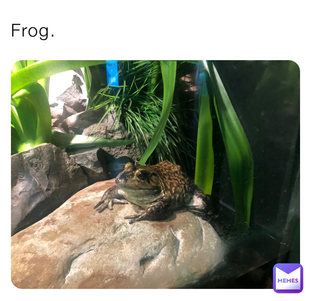 Frog.