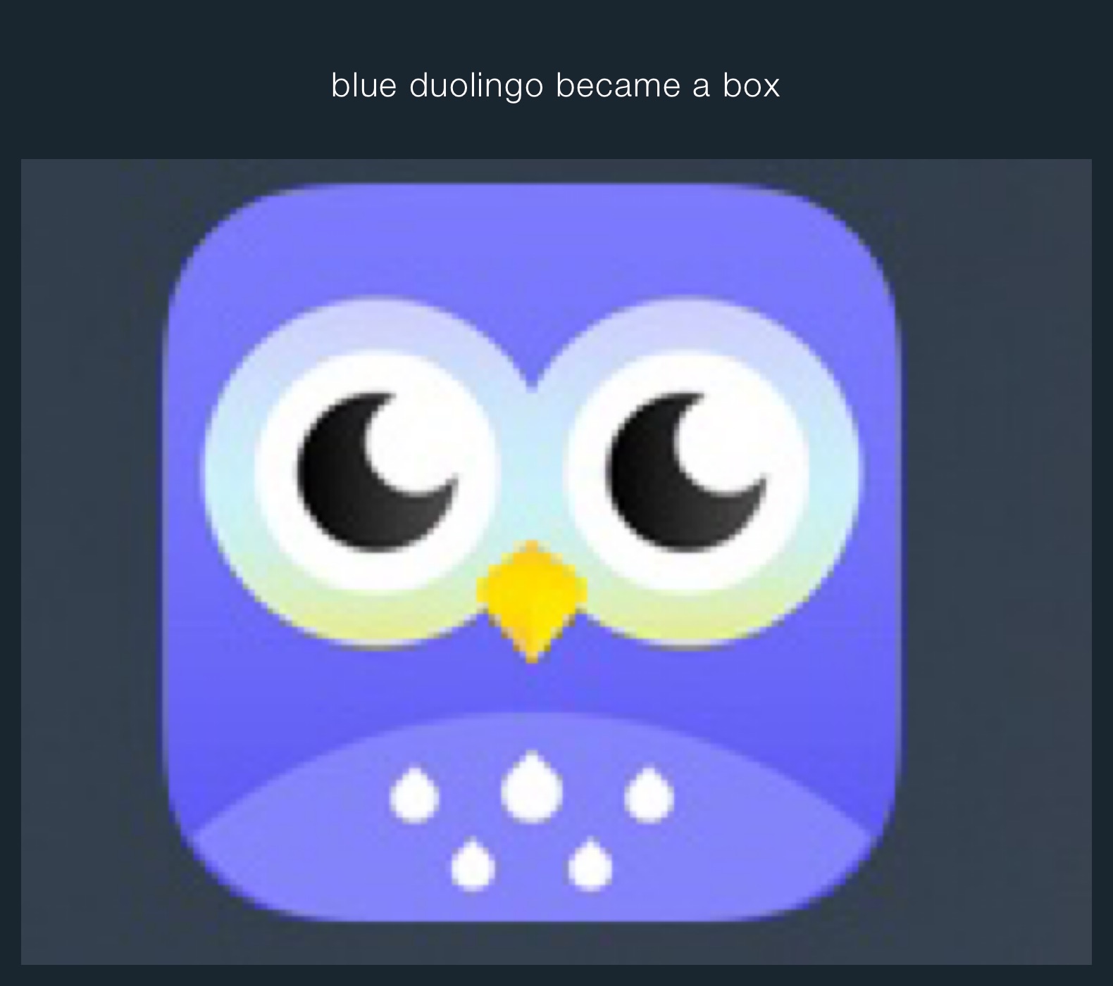 blue duolingo became a box