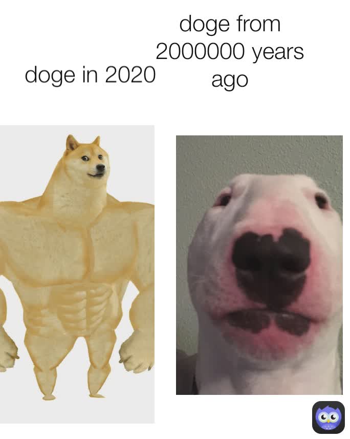 doge from 2000000 years ago doge in 2020
