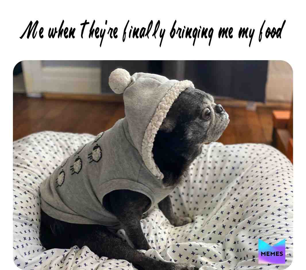 #Hungry #GiveMeFood #HungryEyes #Pug #Pugs #BlackPugs #FeedMe