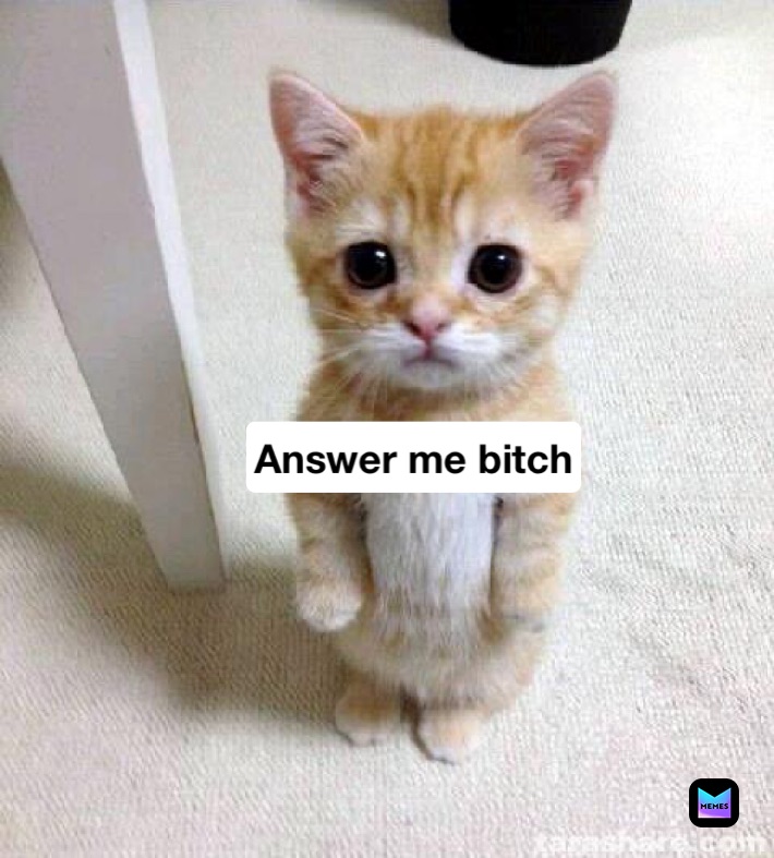 Answer me bitch