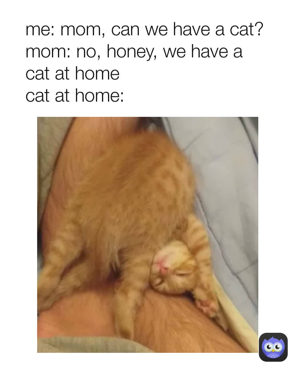 me: mom, can we have a cat?
mom: no, honey, we have a cat at home
cat at home: