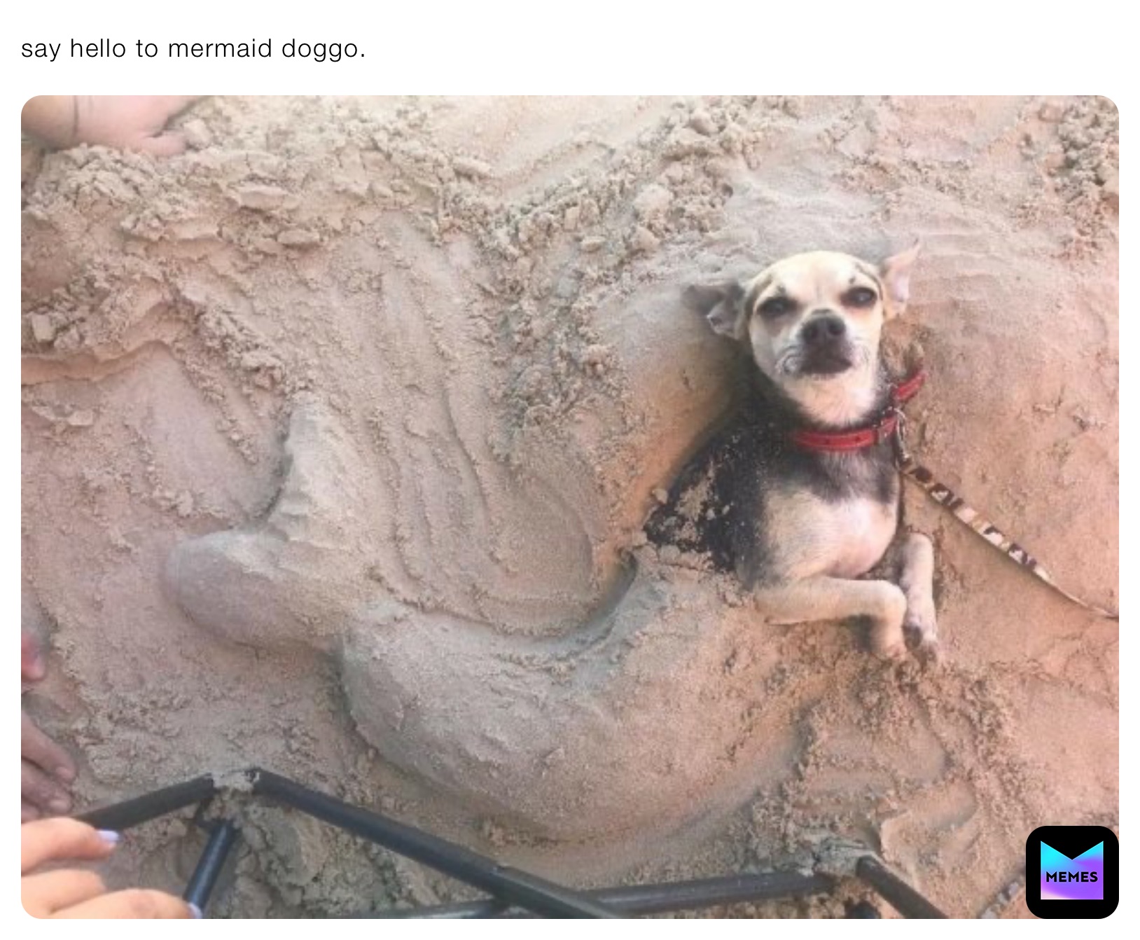 say hello to mermaid doggo. 