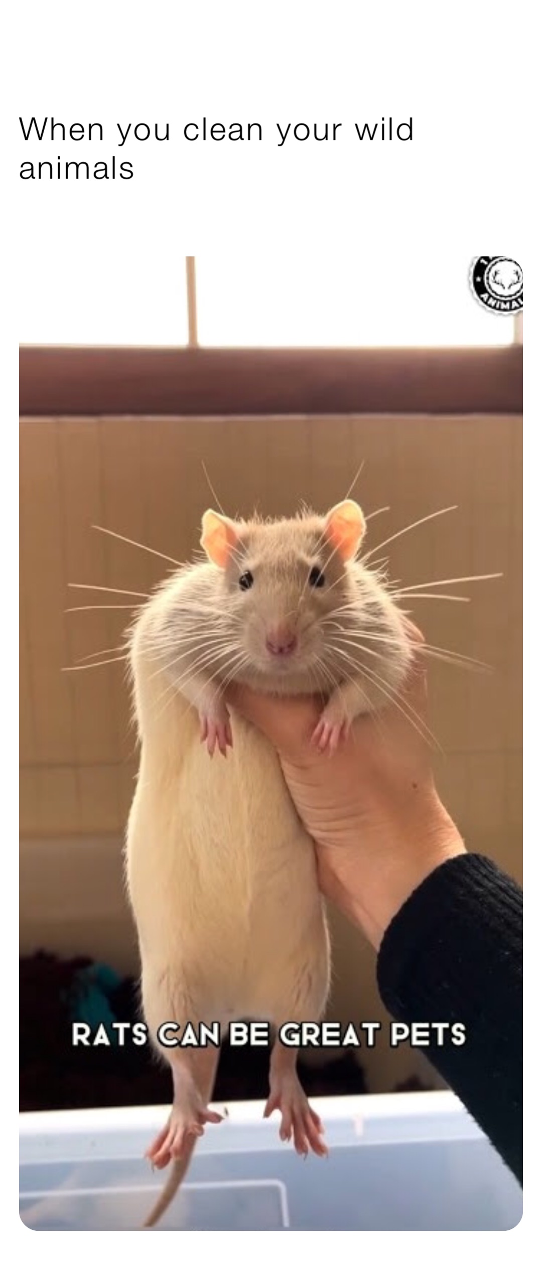 Meme by mikedonald711