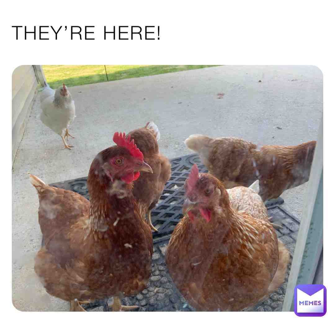 Meme shared by @jet_wyvern