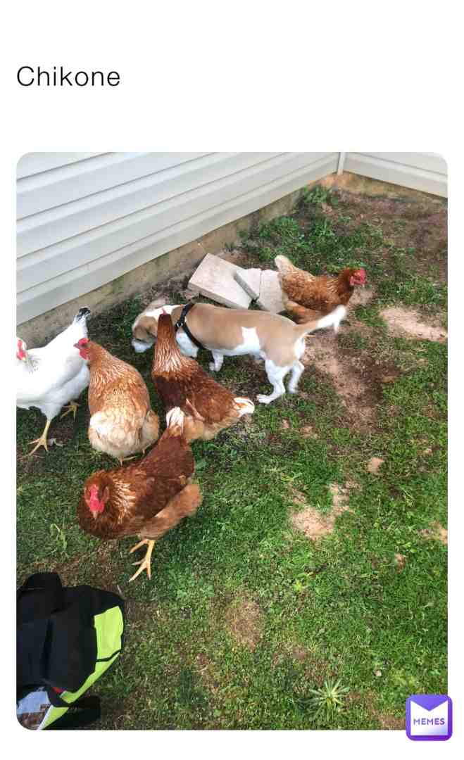 Chickens and doggo