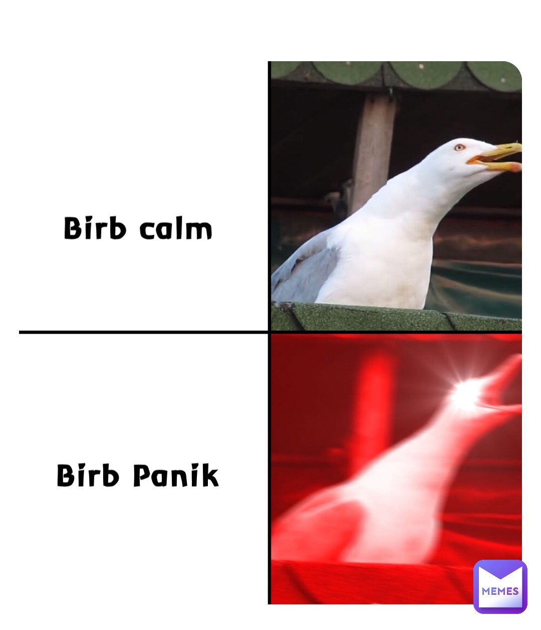 Birb calm Birb Panik