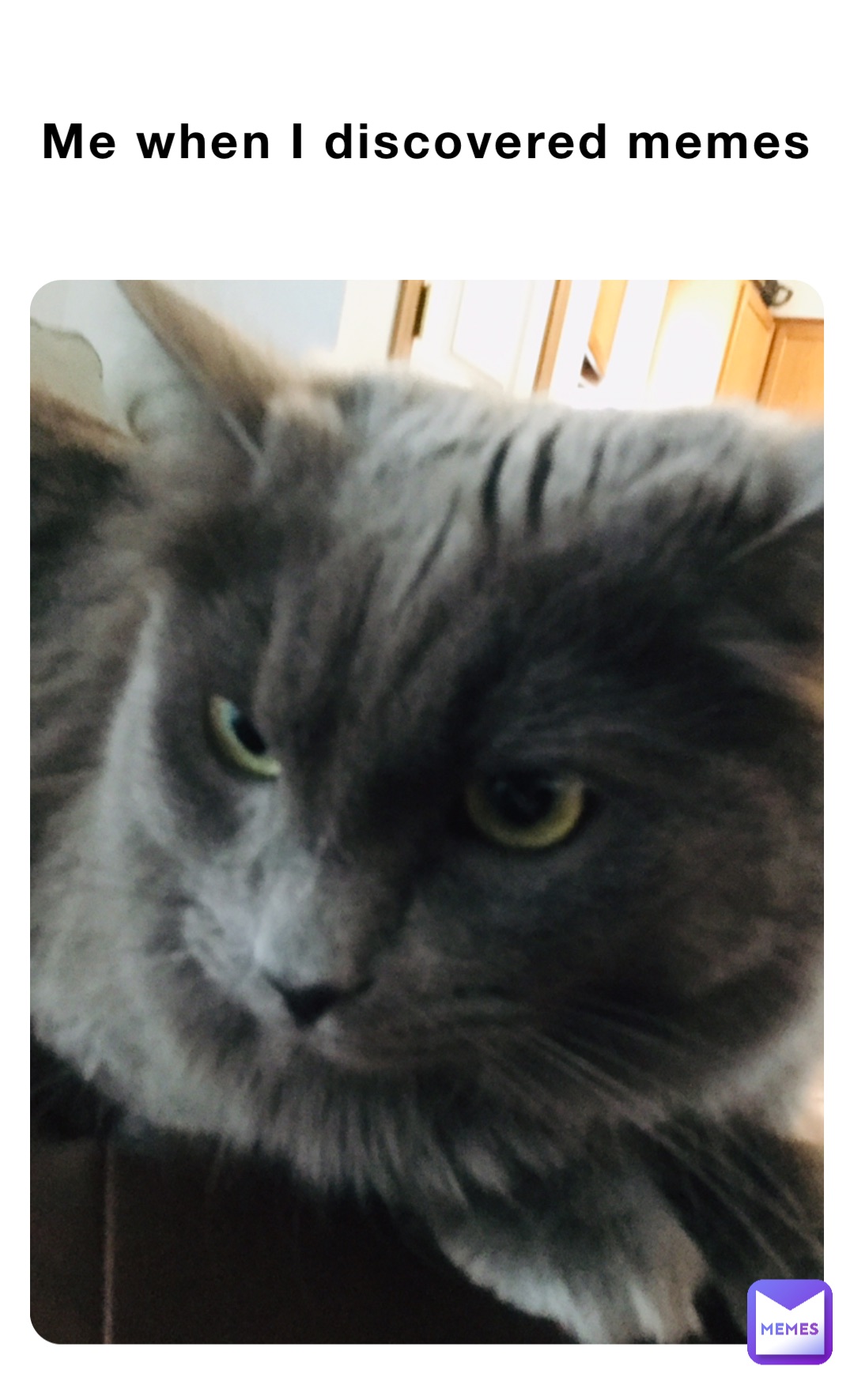 Me when I discovered memes