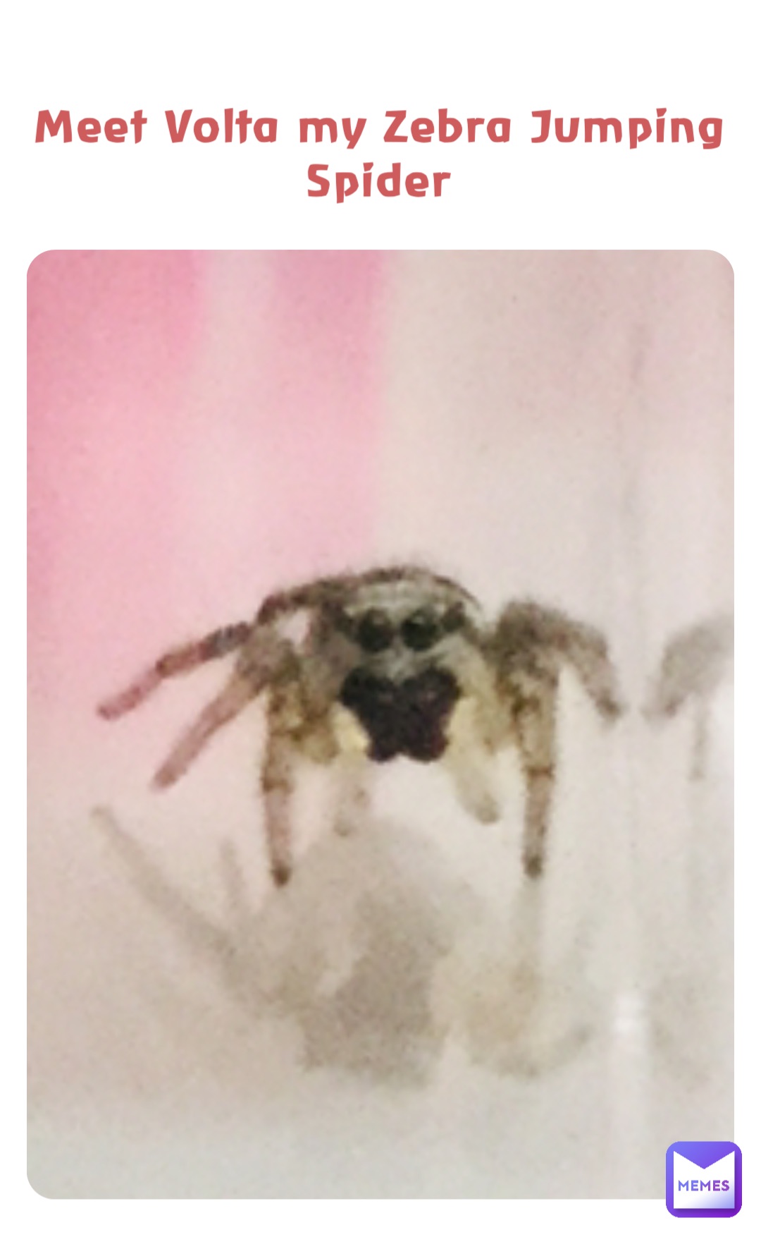 Meet Volta my Zebra Jumping Spider