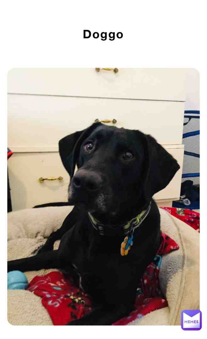 Doggo #Doggo