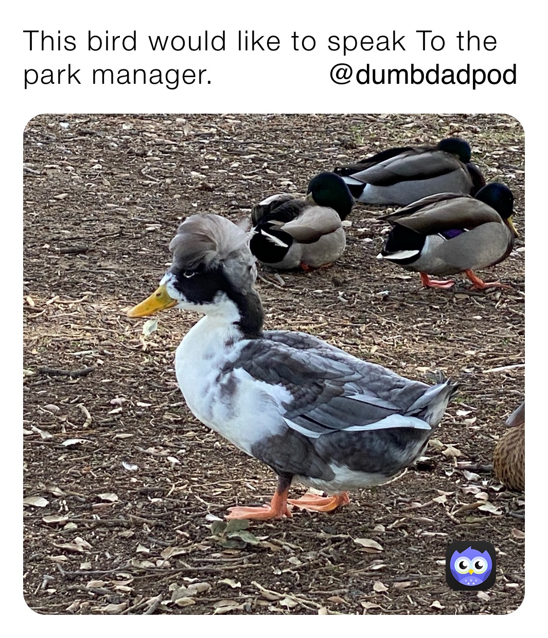 This bird would like to speak To the park manager.￼            @dumbdadpod