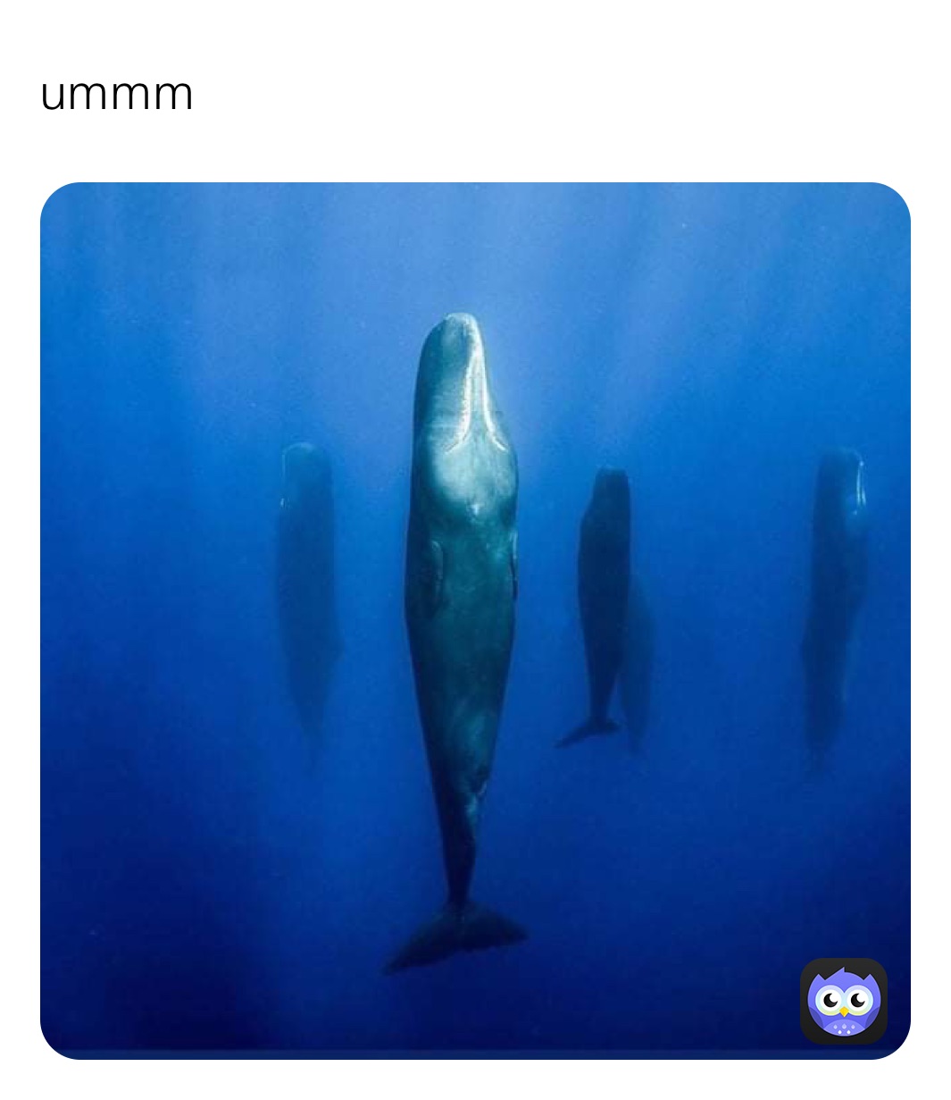 Meme by hockeydude12341234