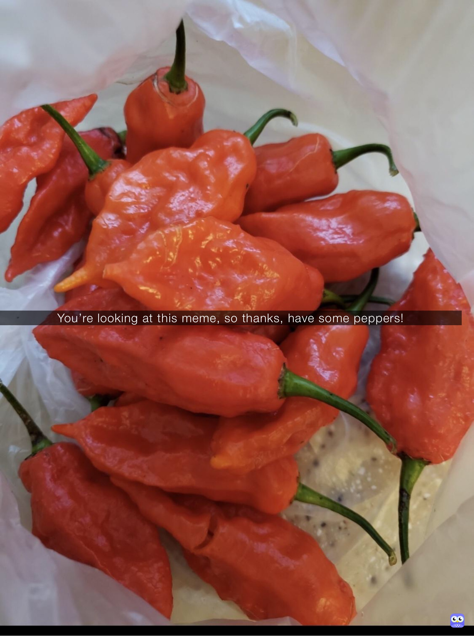 You’re looking at this meme, so thanks, have some peppers!