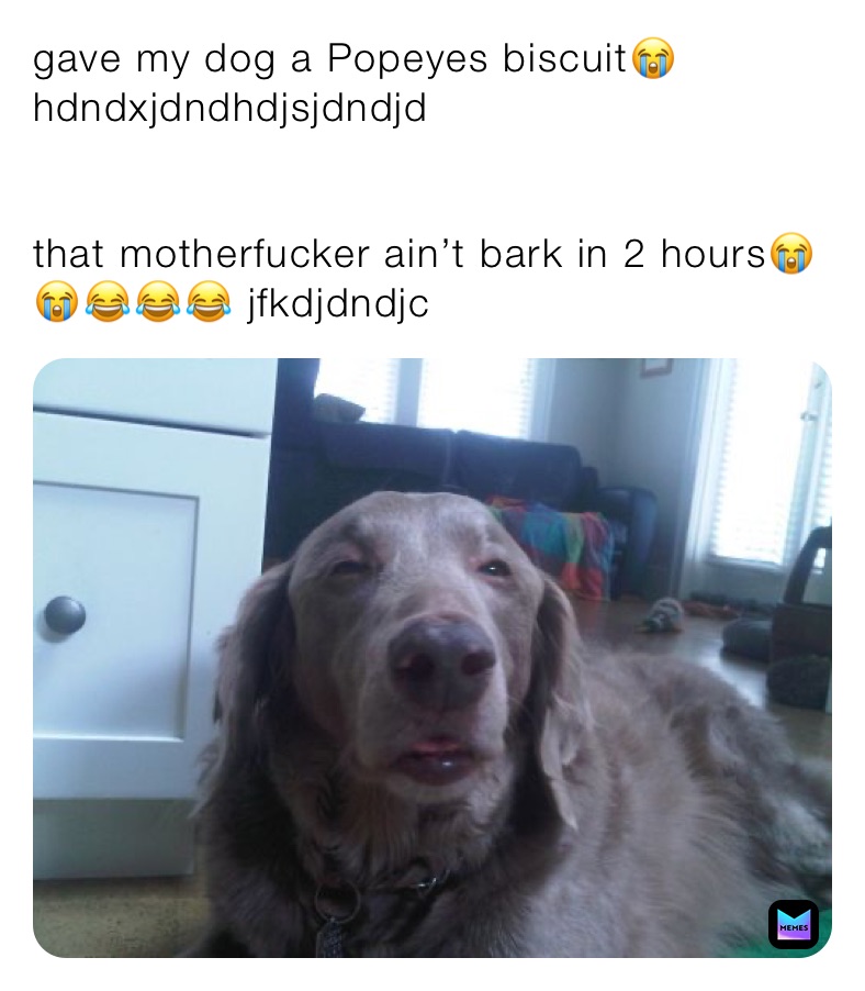 gave my dog a Popeyes biscuit😭 hdndxjdndhdjsjdndjd that motherfucker ain’t bark in 2 hours😭😭😂😂😂