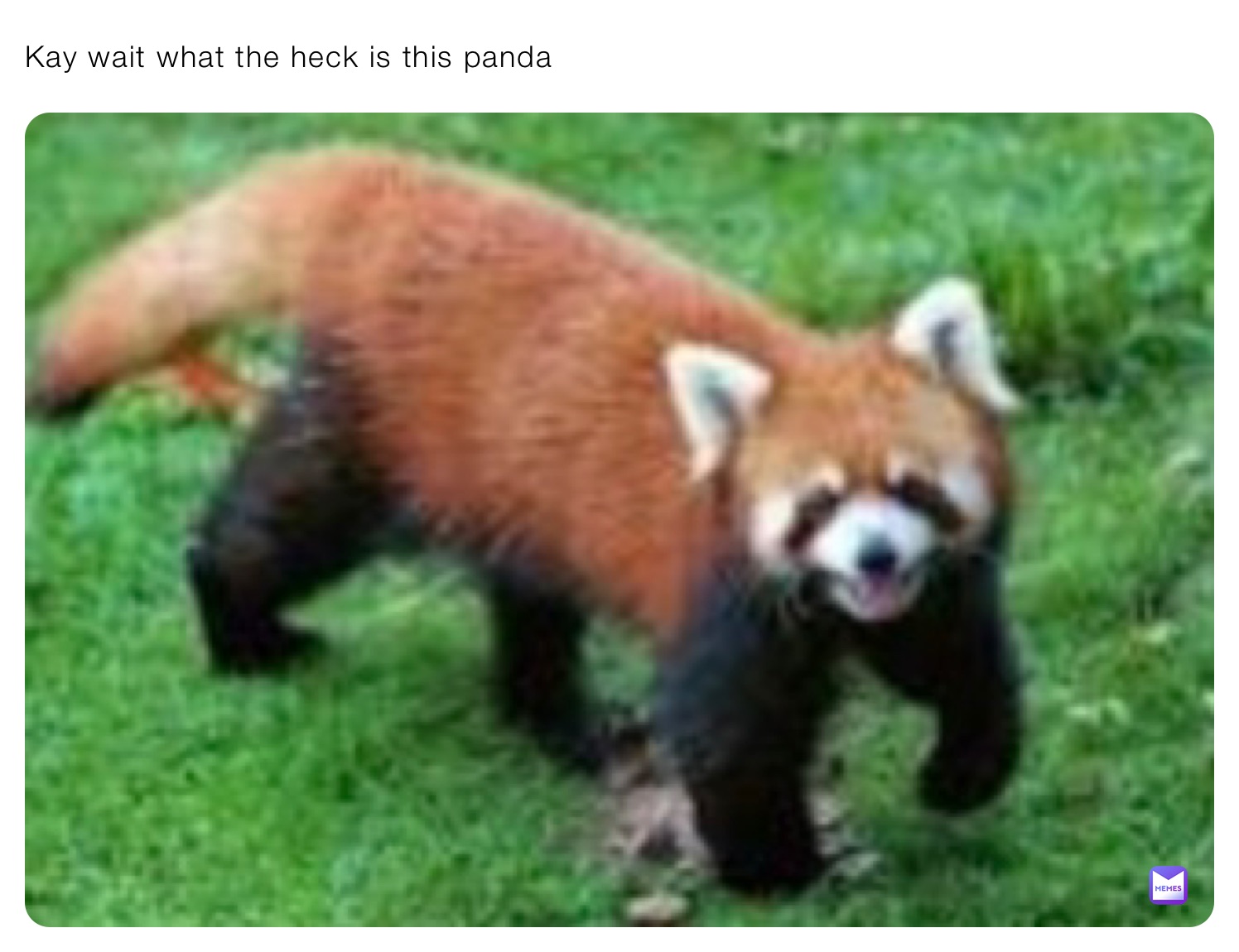 Kay wait what the heck is this panda