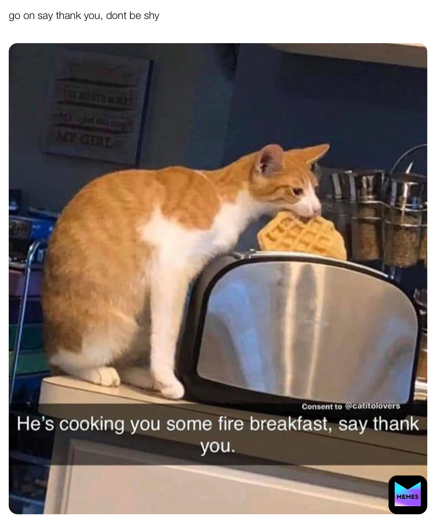 Go On Say Thank You Dont Be Shy ActuallyAxi Memes