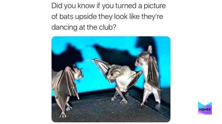 Bats at the club.   #bats