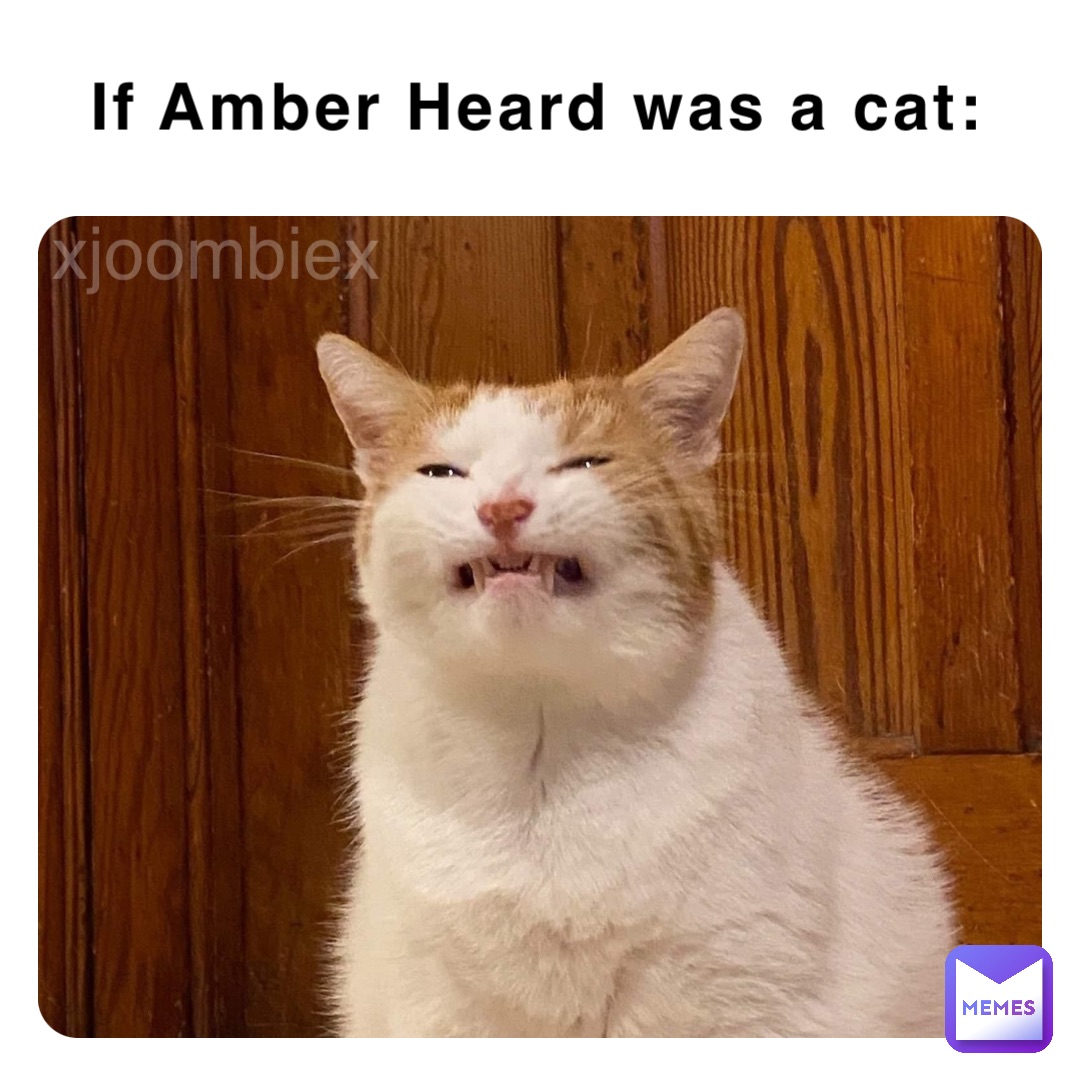 If Amber Heard was a cat: