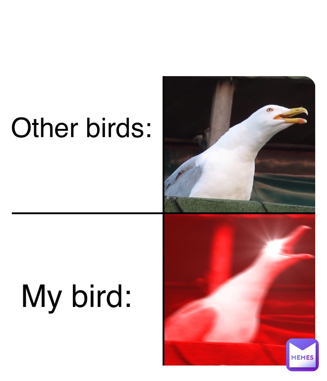 My bird: Other birds: