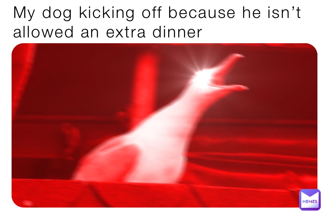 My dog kicking off because he isn’t allowed an extra dinner