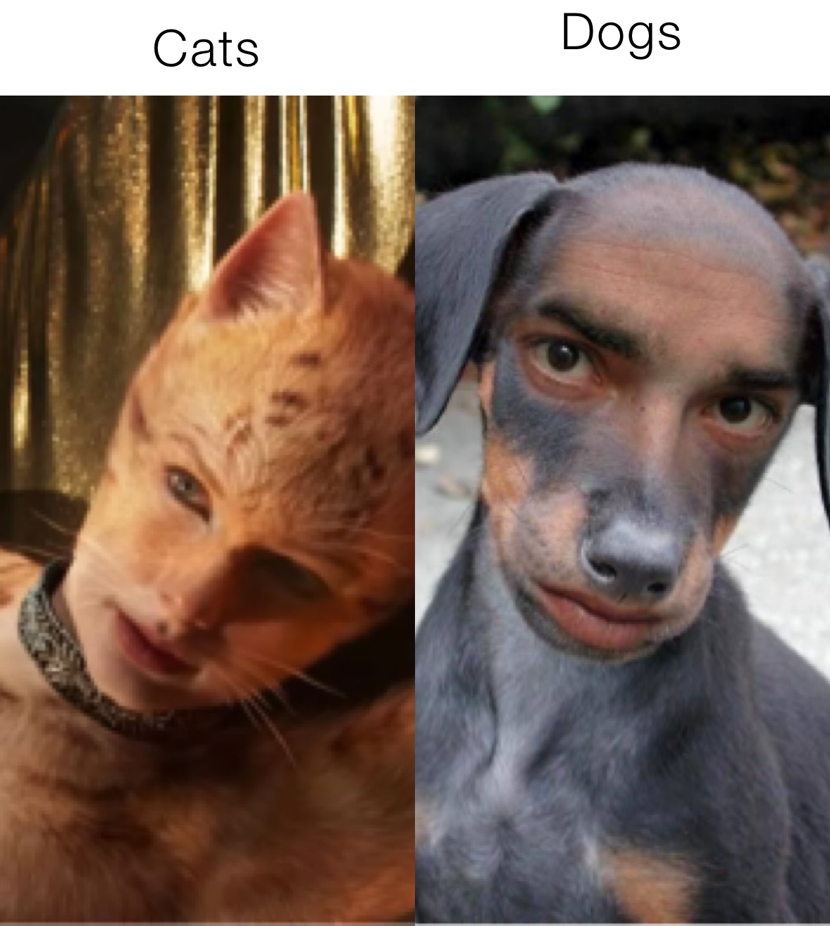 Cats Dogs
ogs