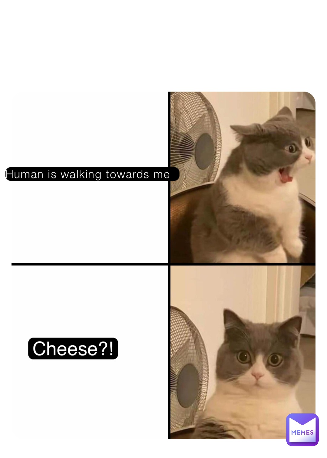 Human is walking towards me Cheese?!