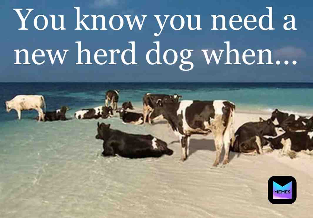 So much for the staycation. #2020 #2019 #stayhome #monday #funny #cows #ocean #beach #funny #memequeen