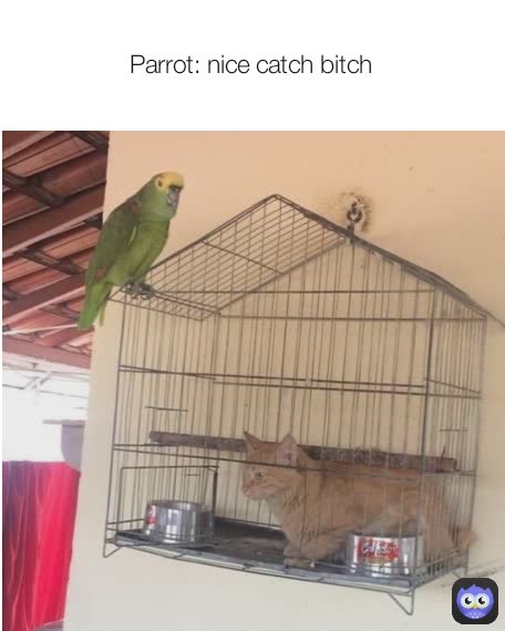 Parrot: nice catch bitch