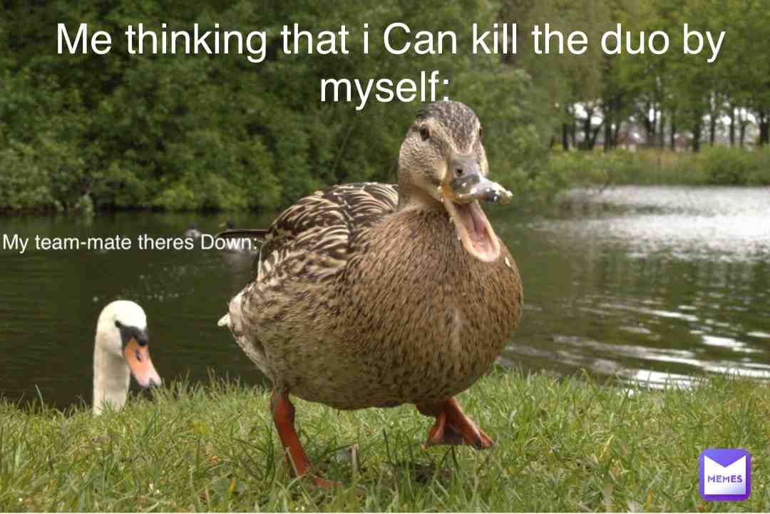 #funny  #duck