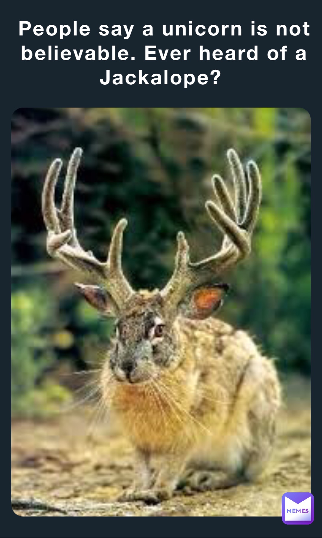 People say a unicorn is not believable. Ever heard of a Jackalope?