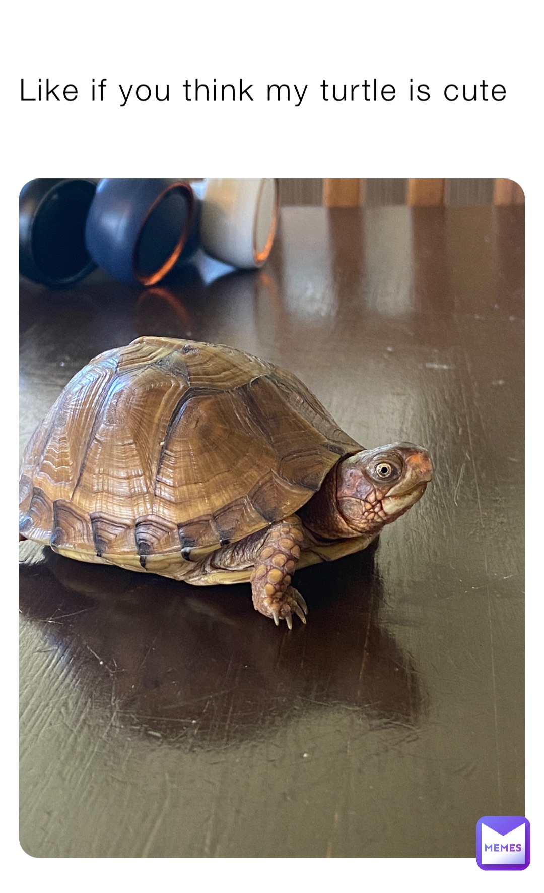 cute turtle meme