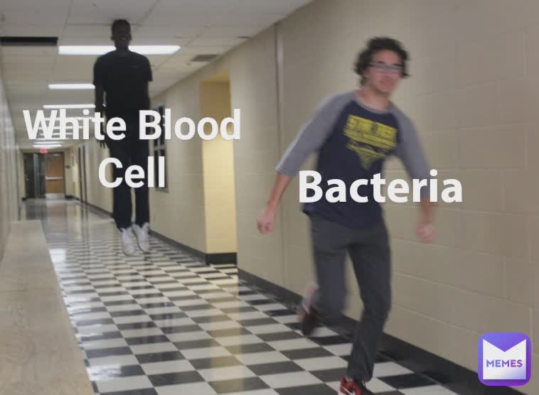 White Blood Cell Bacteria