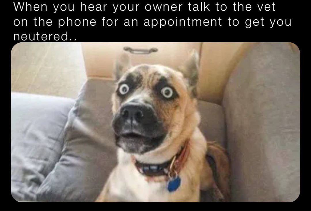 35 Funny Dog Memes For Sleep-Deprived Pet Parents, image size:1080x732