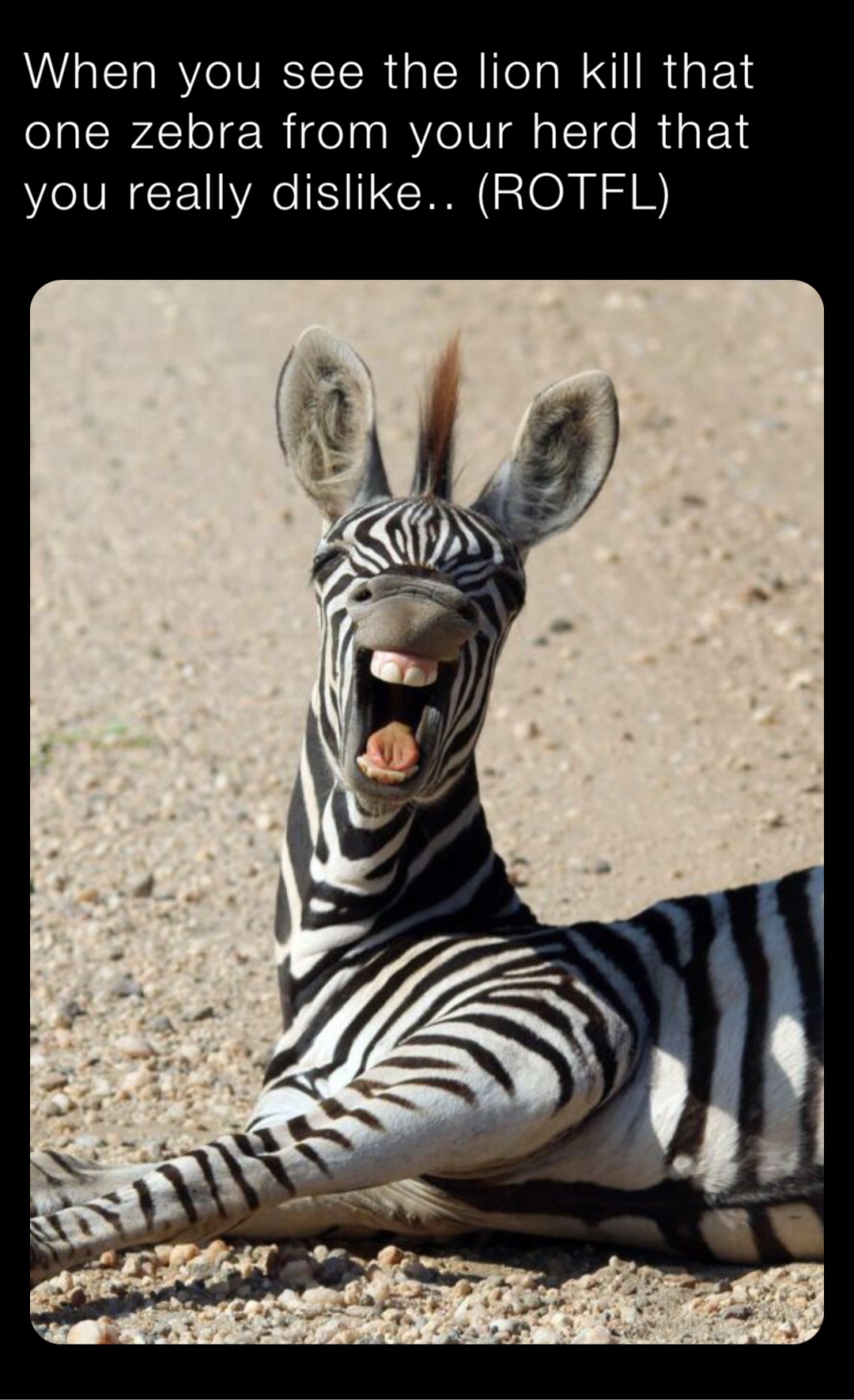 When you see the lion kill that one zebra from your herd that you really dislike.. (ROTFL)