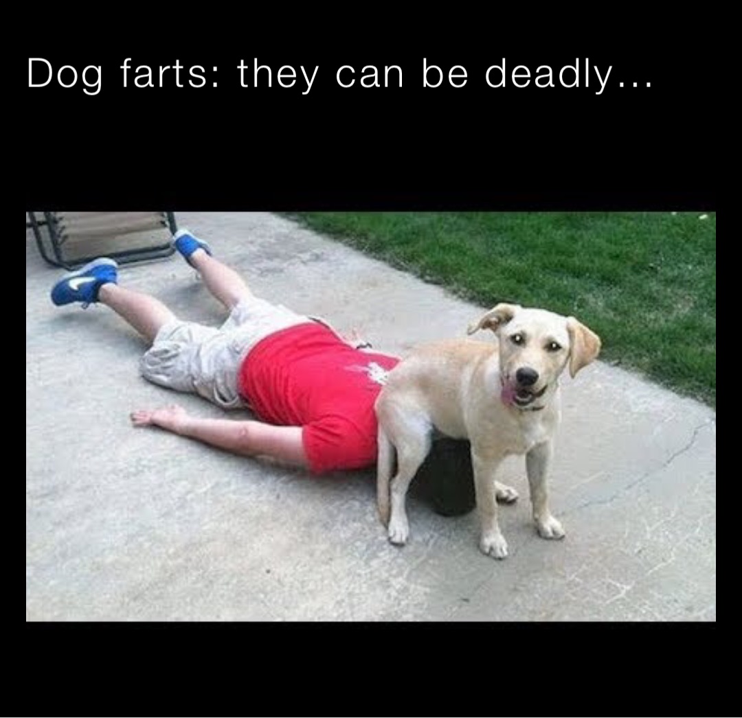 Dog farts: they can be deadly…