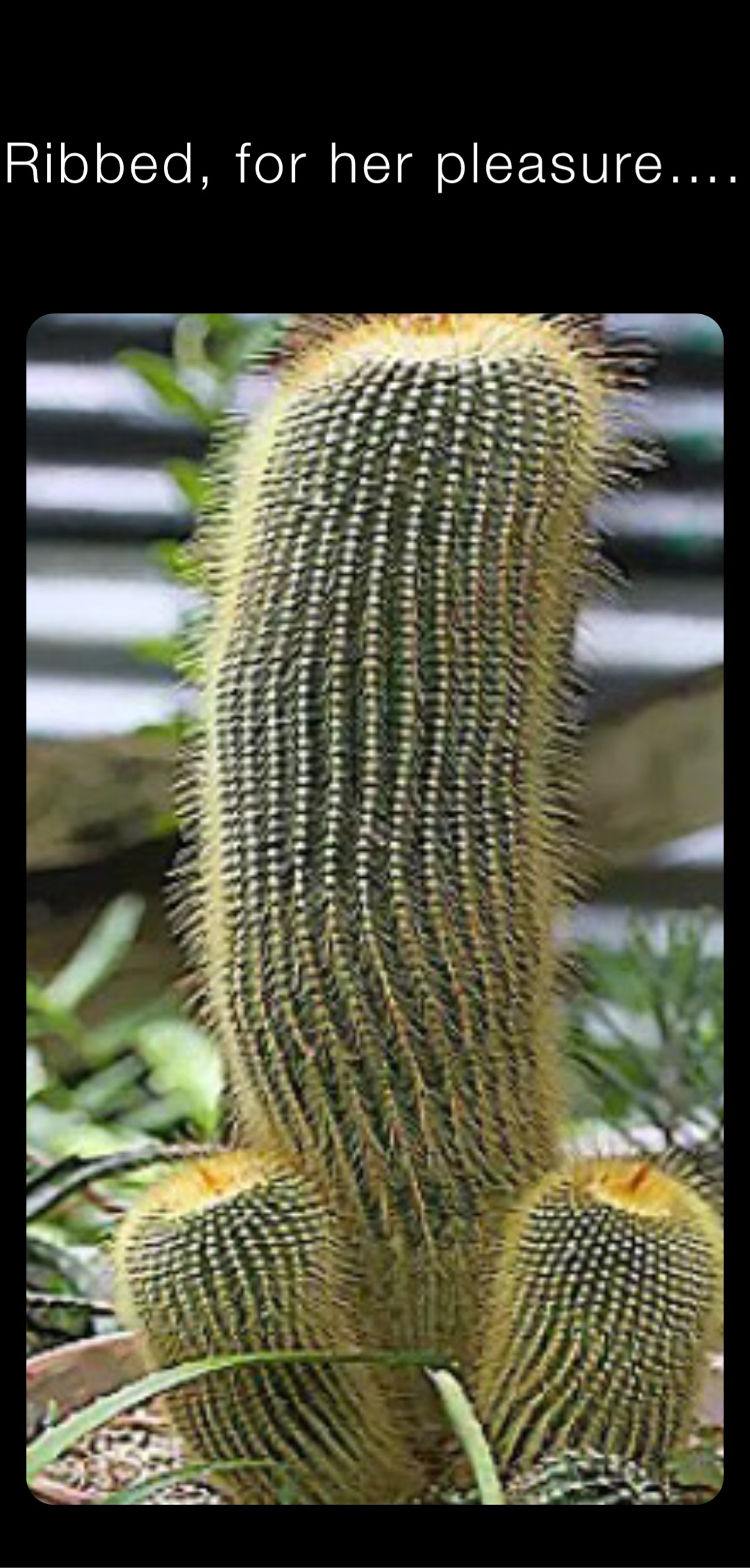 Ribbed, for her pleasure….