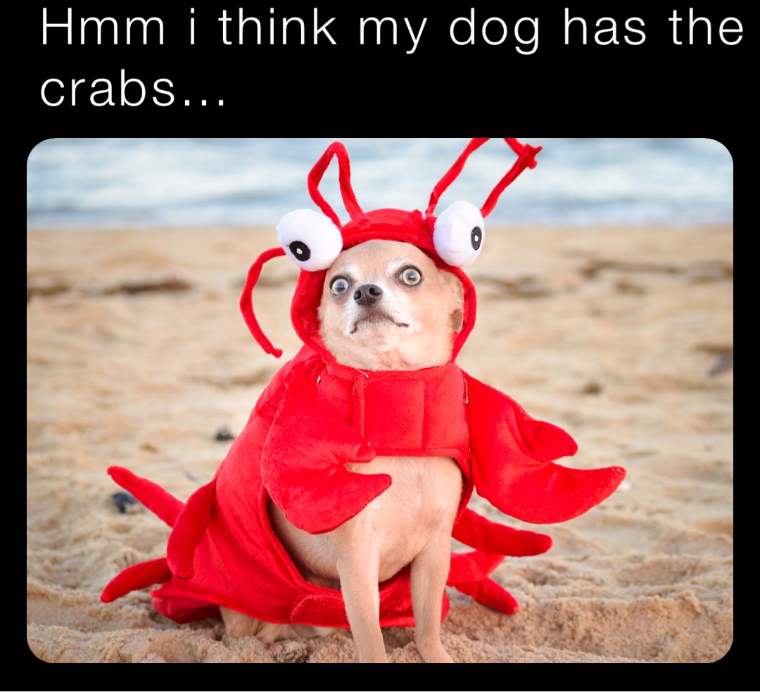 Hmm i think my dog has the crabs…