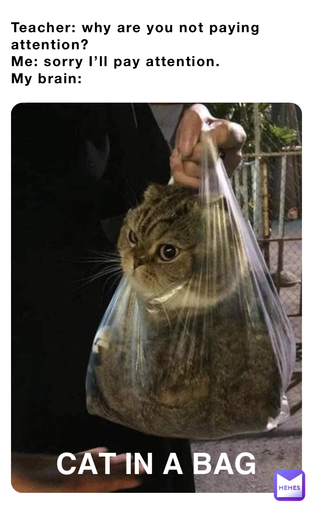 Teacher: why are you not paying attention?
Me: sorry I’ll pay attention.
My brain: CAT IN A BAG