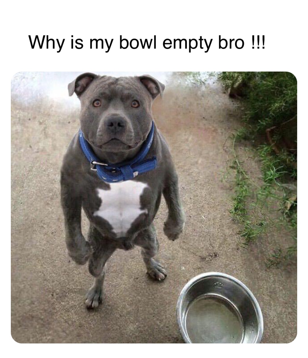 Double tap to edit Why is my bowl empty bro !!!