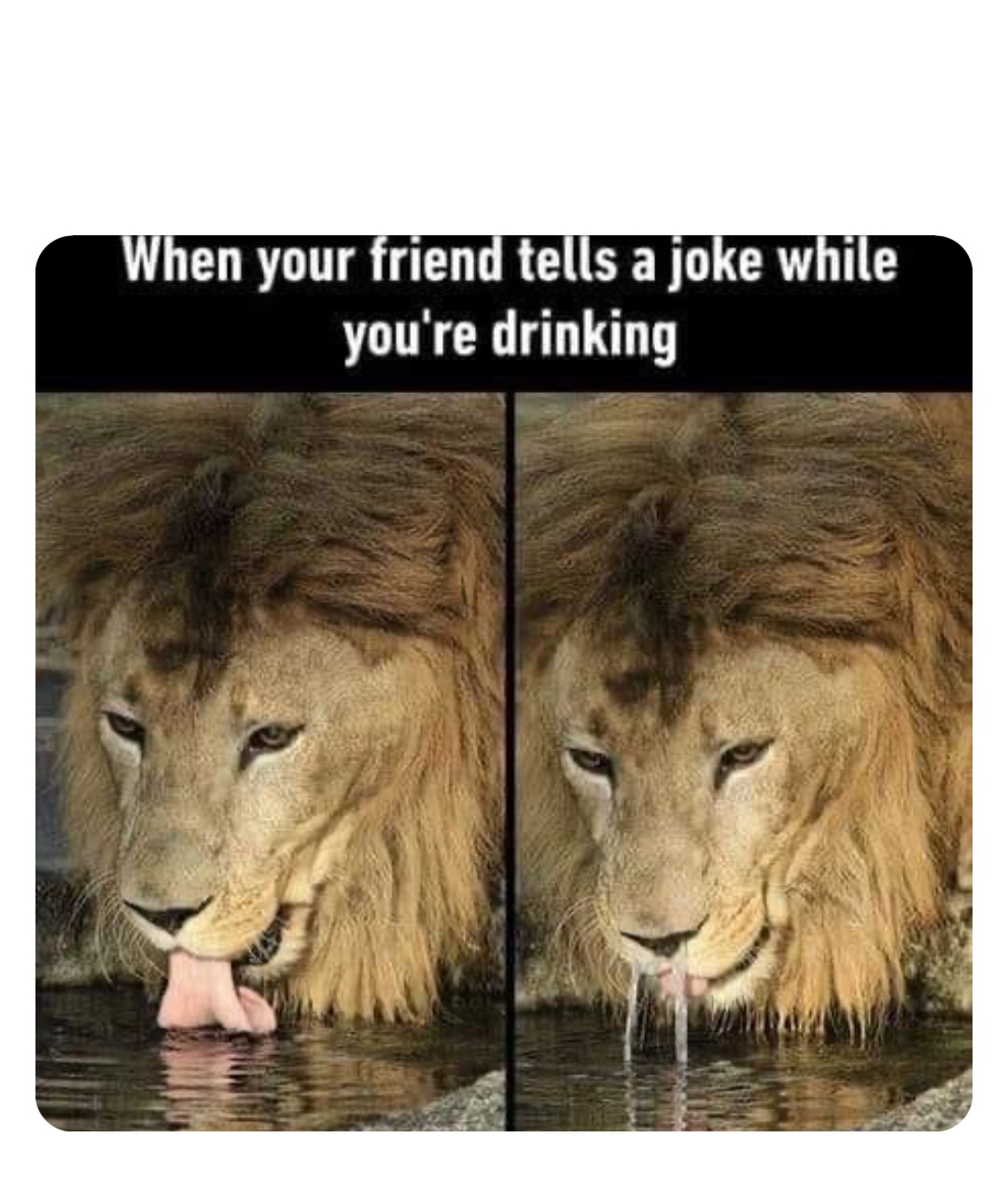 lion drinking water meme