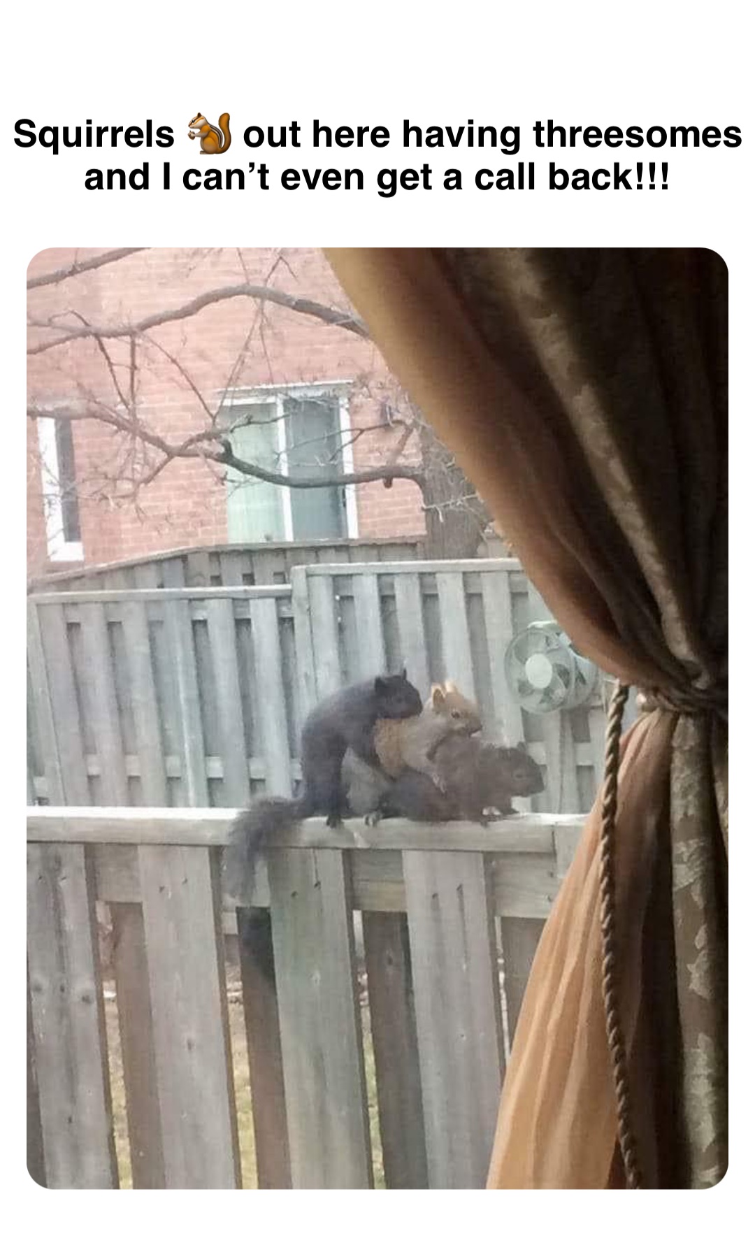 Double tap to edit Squirrels 🐿️ out here having threesomes and I can’t even get a call back!!!