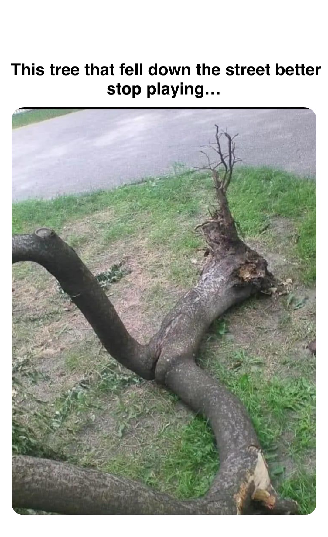 Double tap to edit This tree that fell down the street better stop playing…  | @robinhoodprinceofmemes | Memes