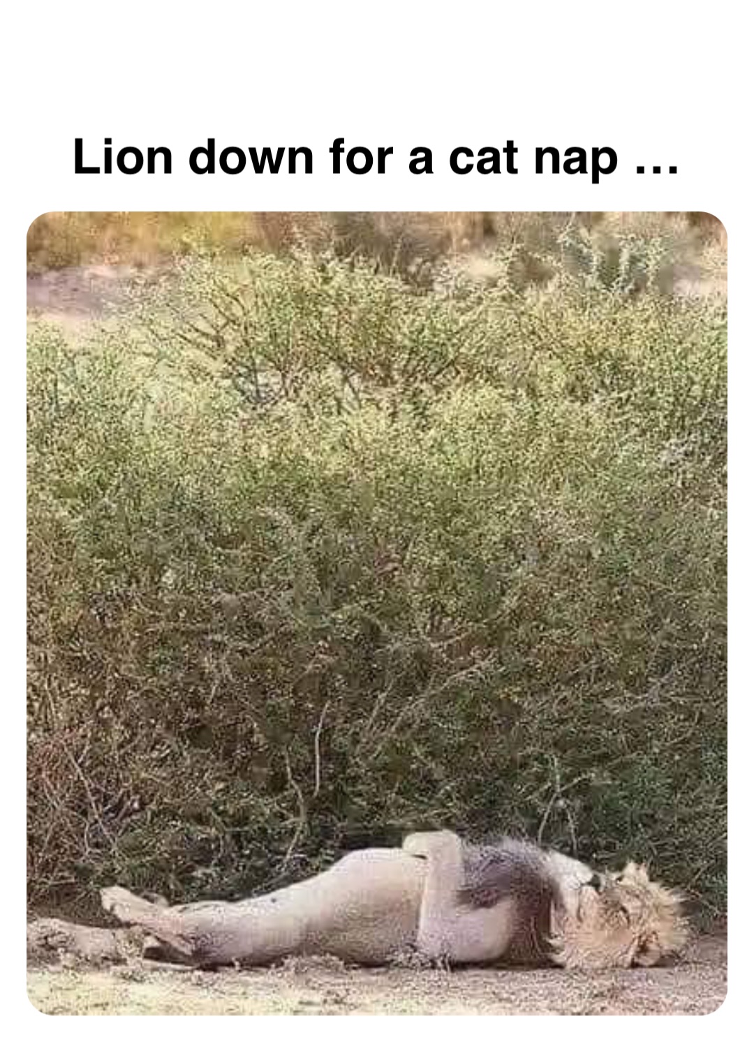 Double tap to edit Lion down for a cat nap …