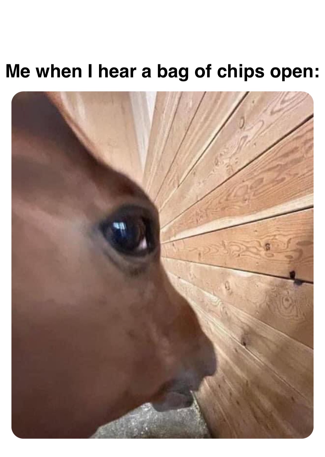 Double tap to edit Me when I hear a bag of chips open: