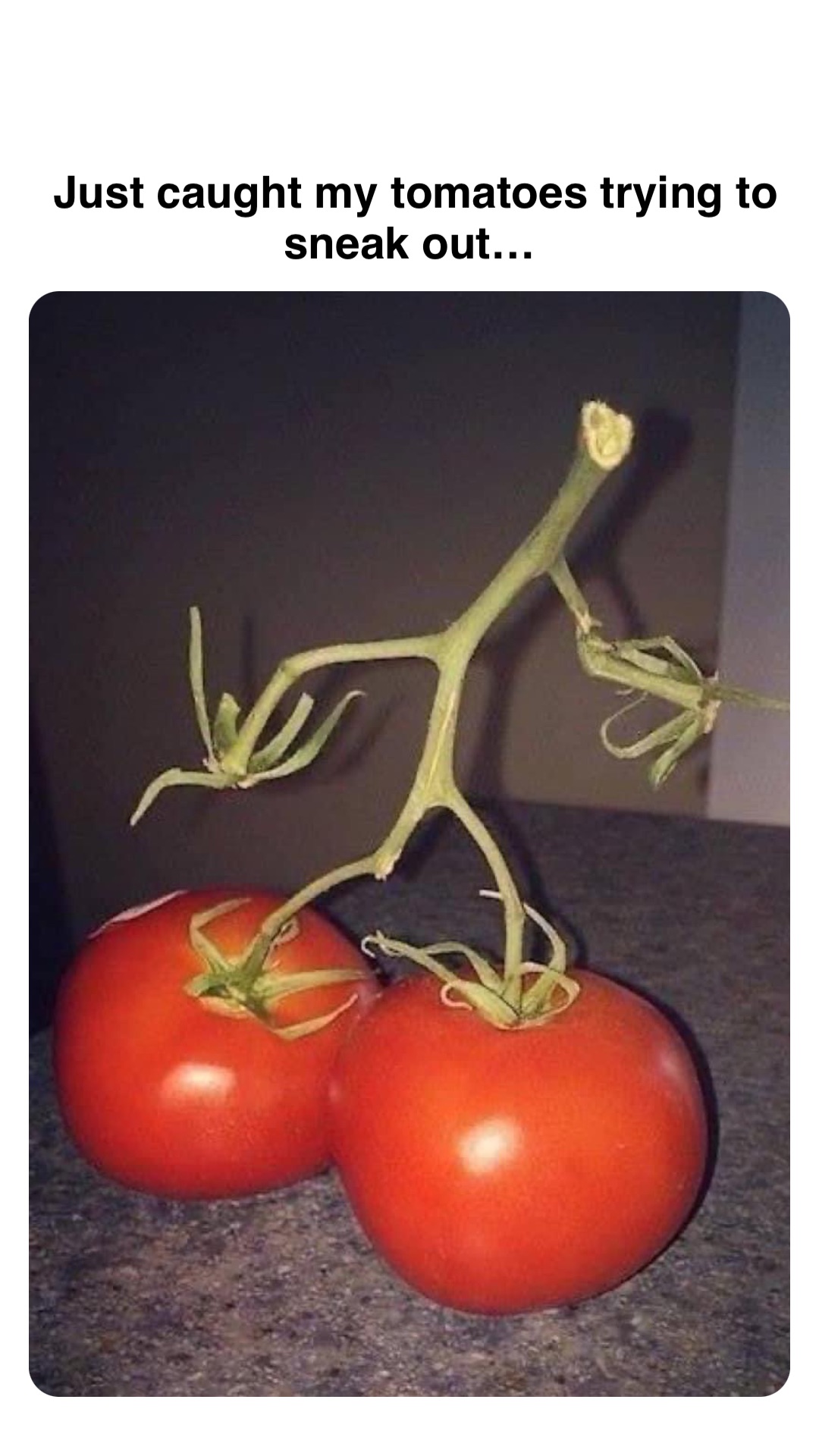 Double tap to edit Just caught my tomatoes trying to sneak out…