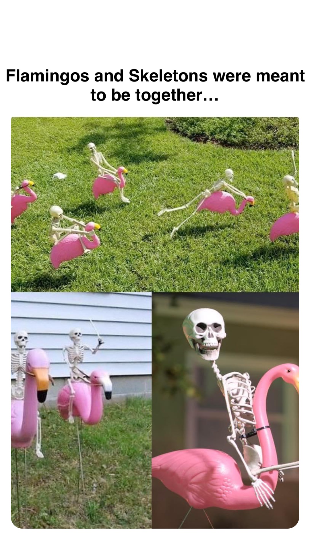 Double tap to edit Flamingos and Skeletons were meant to be together…