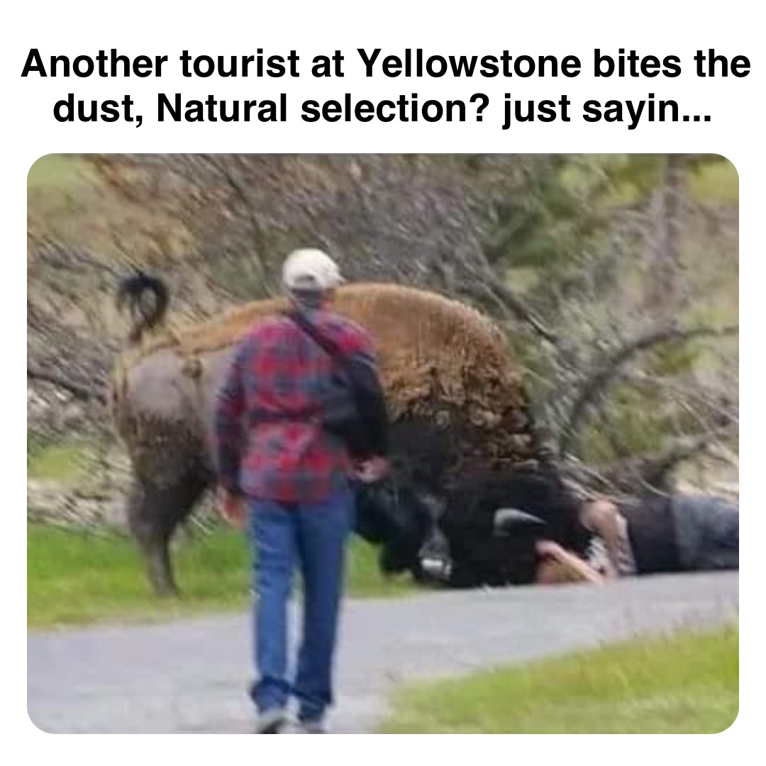 Double tap to edit Another tourist at Yellowstone bites the dust, Natural selection? just sayin...