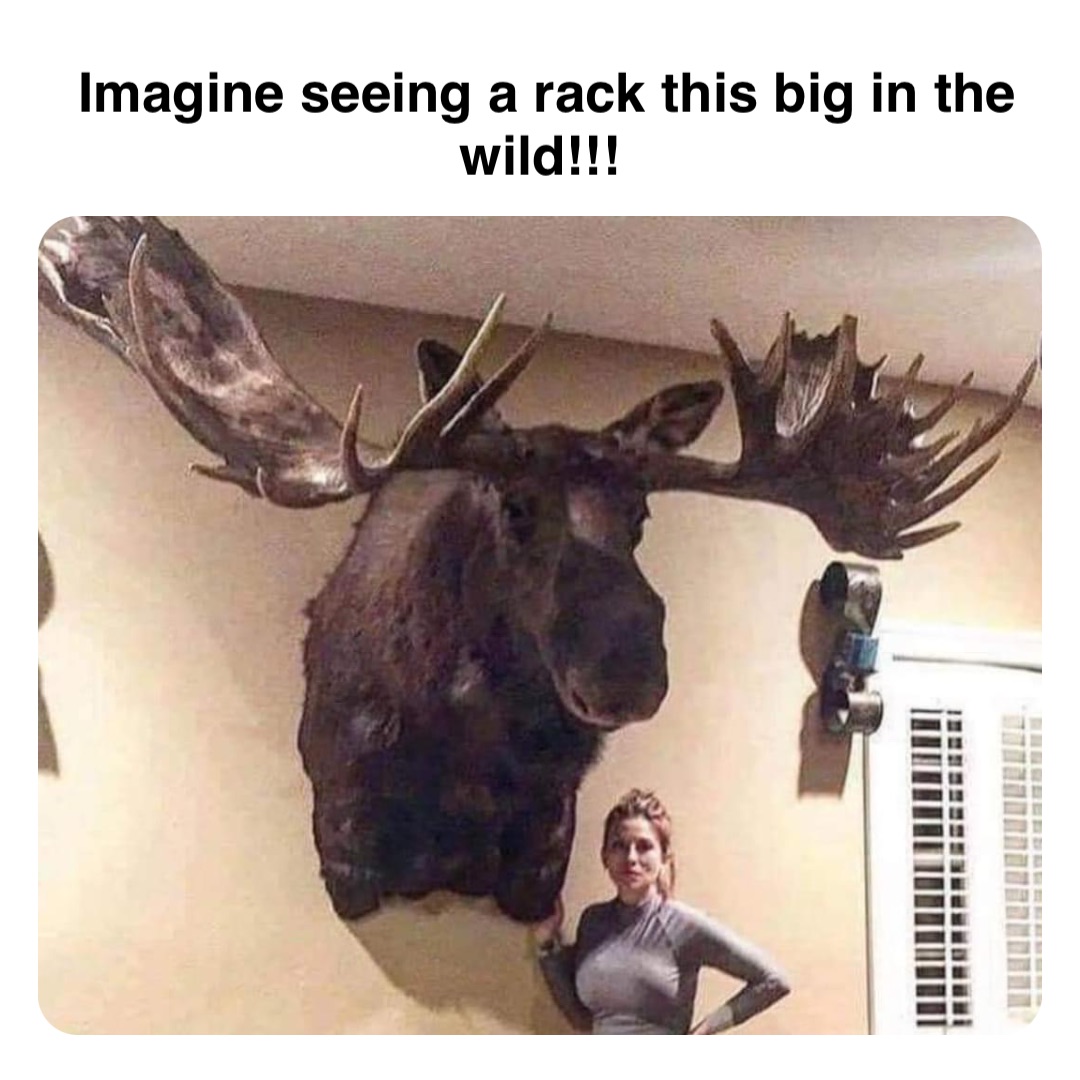 Double tap to edit Imagine seeing a rack this big in the wild!!!