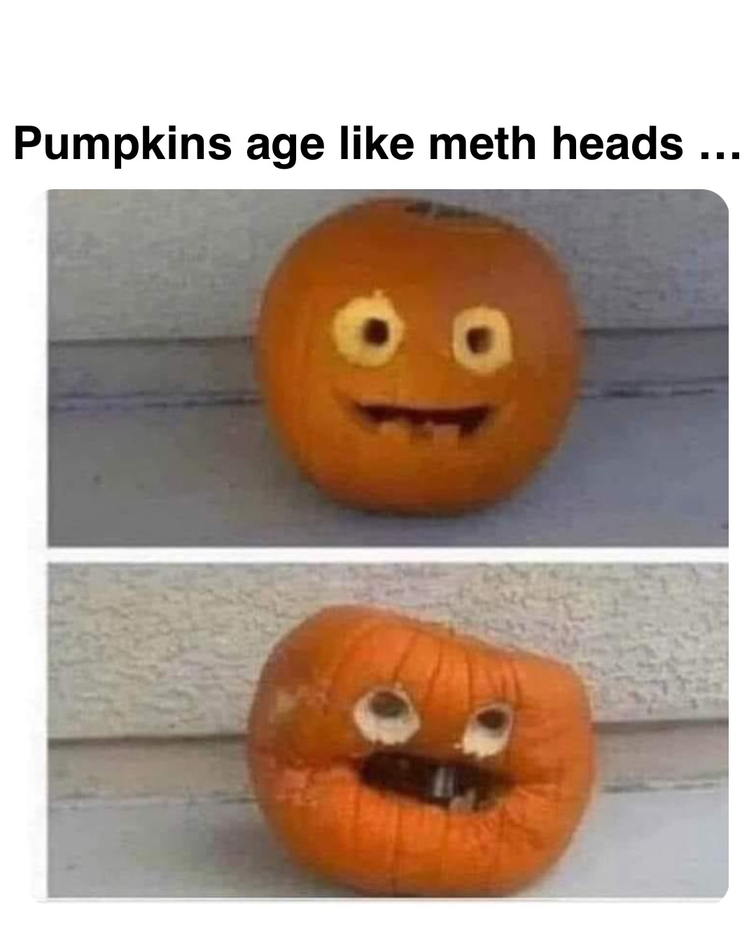 Double tap to edit Pumpkins age like meth heads …